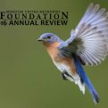 Annual Review – 2016